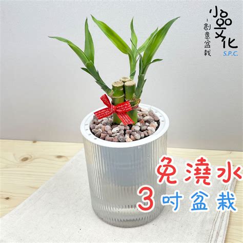 開運竹澆水|「開運竹怎麼澆水？室內植栽專家分享澆水重要性指南」